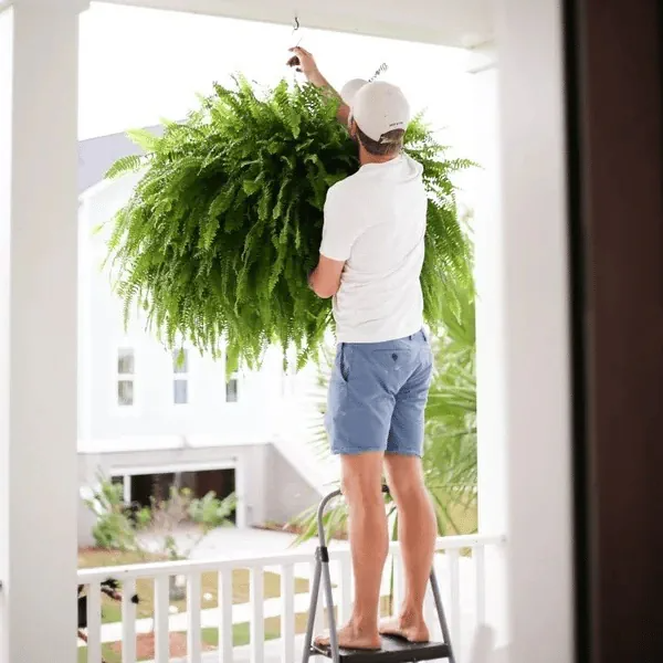 Resistant Lifelike Artificial Boston Fern